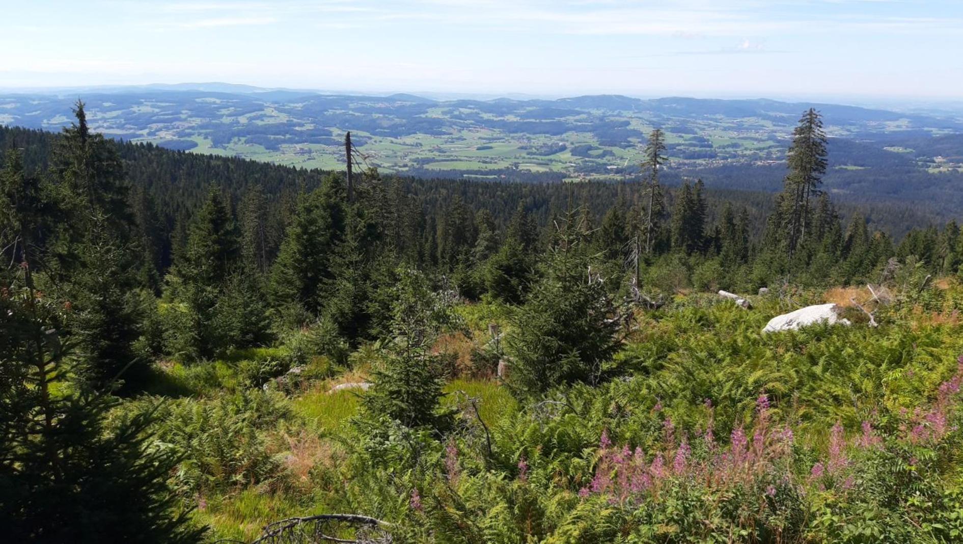 Gaestehaus Am Goldberg Sankt Oswald-Riedlhuette Buitenkant foto