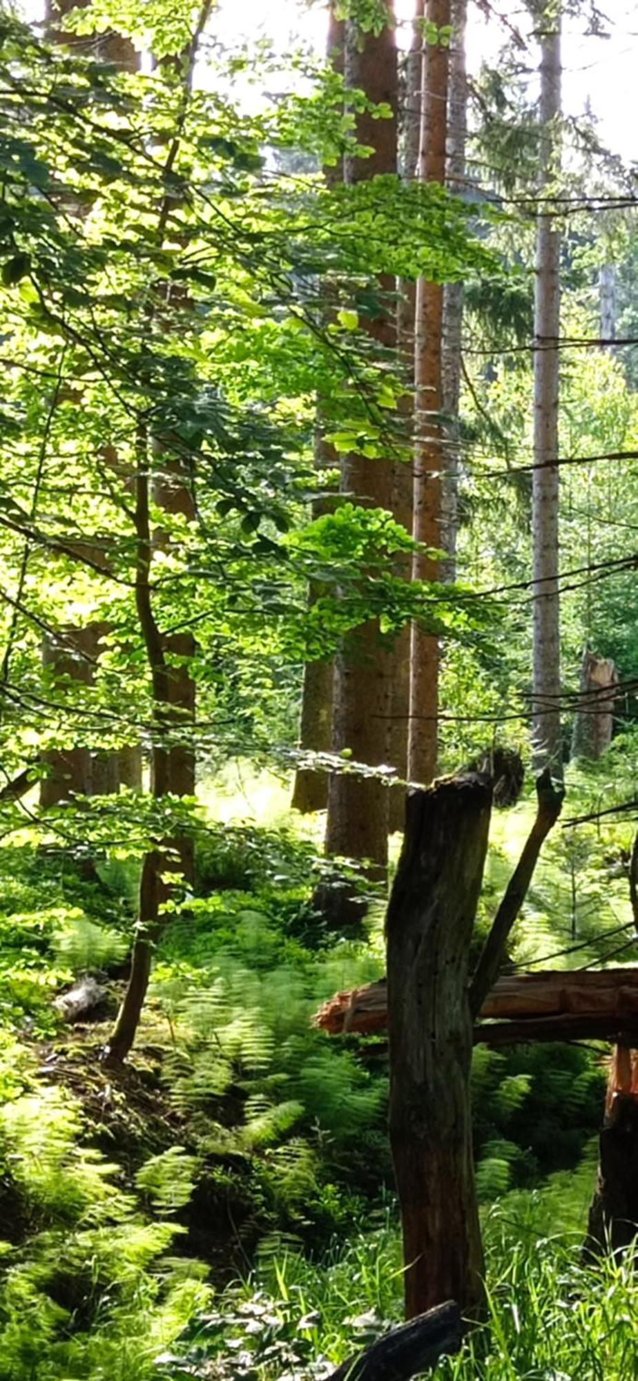 Gaestehaus Am Goldberg Sankt Oswald-Riedlhuette Buitenkant foto
